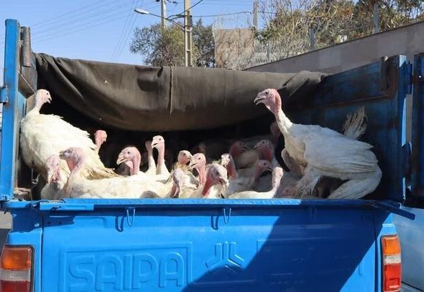 کشف بوقلمون‌های فاقد مجوز دامپزشکی در میامی