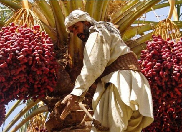 سالانه ۵۰۰ تن خرما در شهرستان مهران برداشت می شود