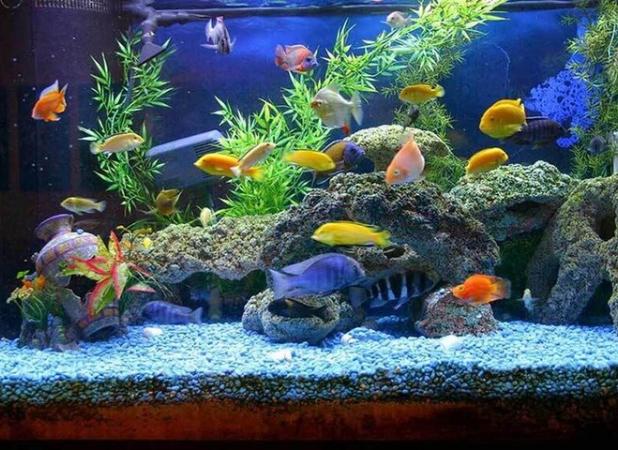 آبزیان زینتی؛ گنجینه‌ای پنهان در دل محلات