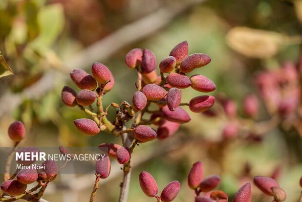 چالش‌های کم‌آبی و قطعی برق در مسیر توسعه پسته مه‌ولات