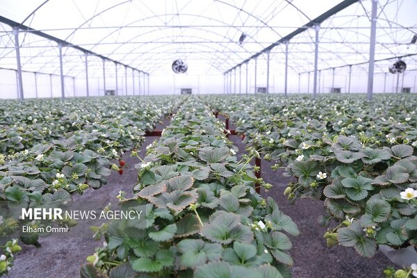 ۴۰ هکتار گلخانه جدید در لرستان احداث می‌شود