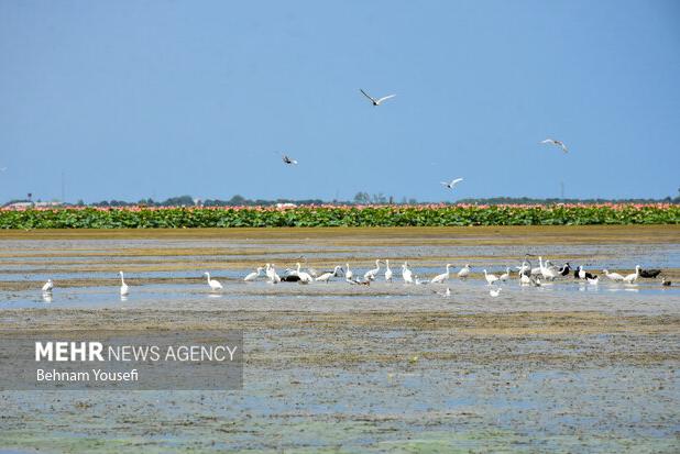 نقش تسهیلگری برنامه توسعه ملل متحد در تحقق حقابه تالاب‌های مرزی