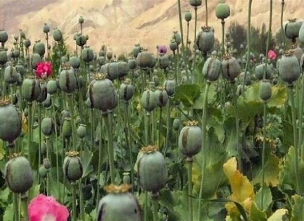 عرضه "شربت تریاک" در عطاری‌ها غیرقانونی و خطرناک است
