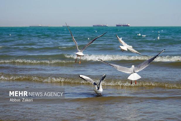 شکاریان: خشک‌سالی و گرمای هوا پرندگان مهاجر را از خراسان شمالی دور کرد
