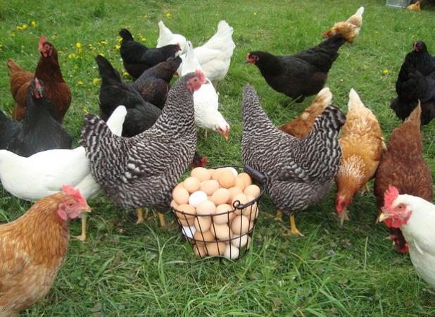 حمایت از ۳۸۶ کسب‌وکار روستایی در گلستان با تسهیلات قرض‌الحسنه
