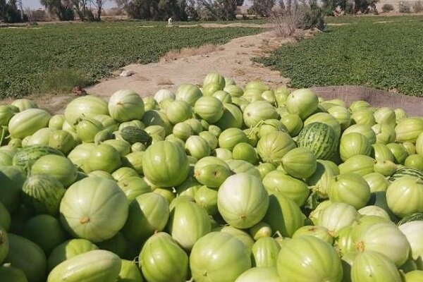 زهک؛ قطب تولید خربزه خارج از فصل در دل خشکسالی
