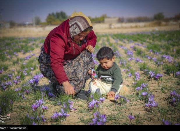 بورس کالا، مزرعه دوم زعفران ایران؛ 24 همت طلای سرخ در بازار سرمایه