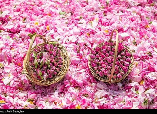 عربستان گل محمدی ایران را به نام خود ثبت جهانی کرد