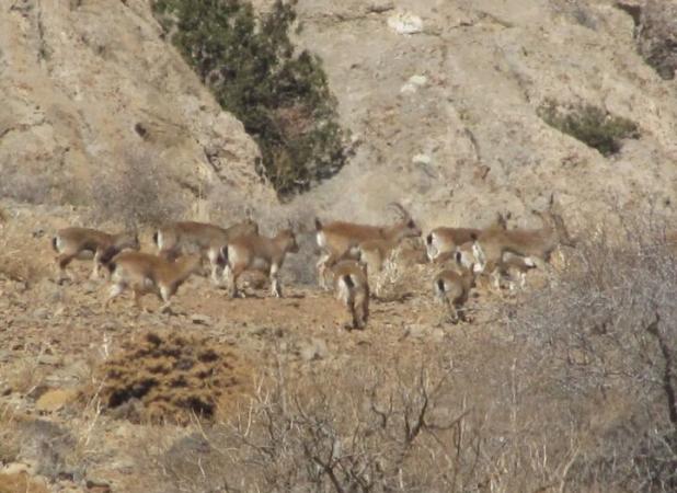 چگونگی جبران خسارت ناشی از حمله به محیط زیست در جنگ