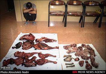 کشف لاشه دو رأس میش و بره وحشی از منزل شکارچی متخلف در قم