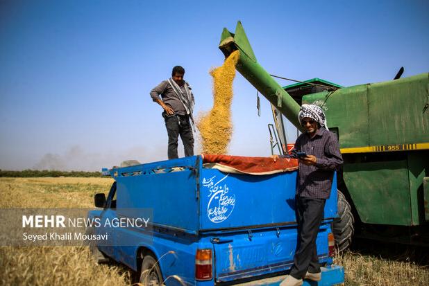 خریداری ۵۰۰هزار تن گندم و جو به صورت تضمینی از زارعان آذربایجان غربی