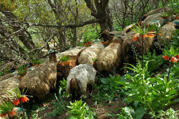 حدود ۳۶میلیون واحد دامی در منطقه زاگرس به سبک سنتی می‌چرند
