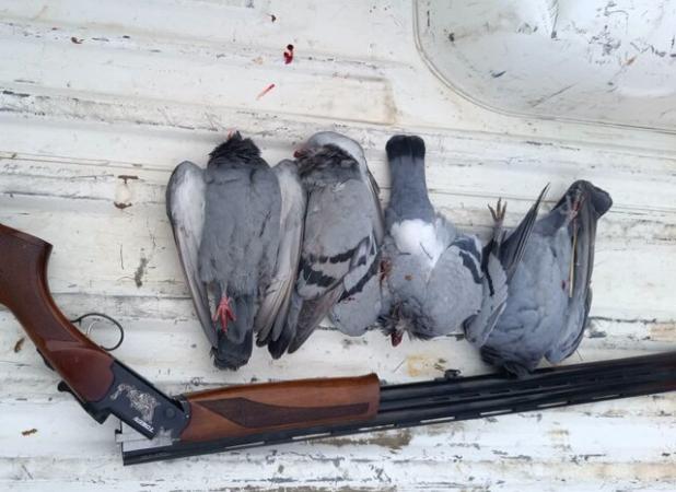 کشف اسلحه غیرمجاز و چهار کبوتر شکارشده در تویسرکان