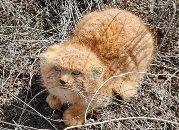گربه پالاس در کوهستان شیرکوه مشاهده شد