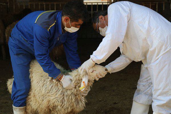 تعیین ۹ نقطه رسمی برای عرضه و ذبح بهداشتی دام در تبریز