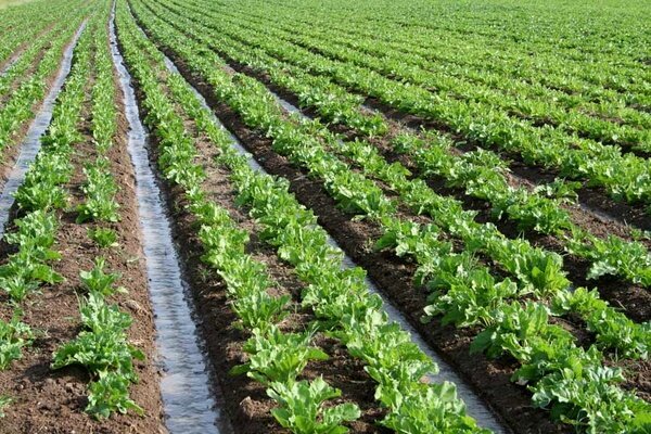 تامین خوراک دام با برداشت محصول ارگانیک در ۱۵۰۰ هکتار از مزارع بلده