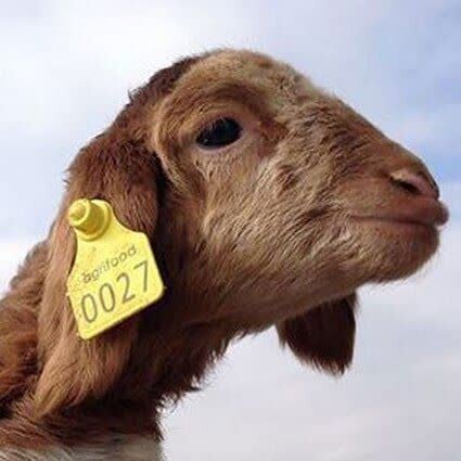 مدیر امور دام اردبیل: تمام دام‌های استان باید دارای پلاک گوش ۱۵ رقمی باشند