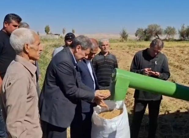 مشایخی: ۱۵ هزار تن برنج از شالیزارهای میانه برداشت شده است