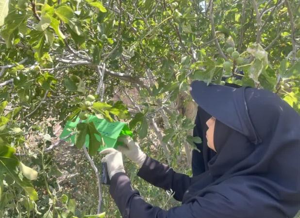 رویت آفت مگس میوه مدیترانه‌ای در باغات انجیر سمنان