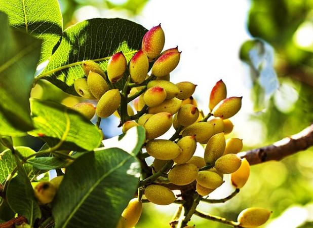 پسته گیاهی مقاوم که در ملایر کشت می‌شود