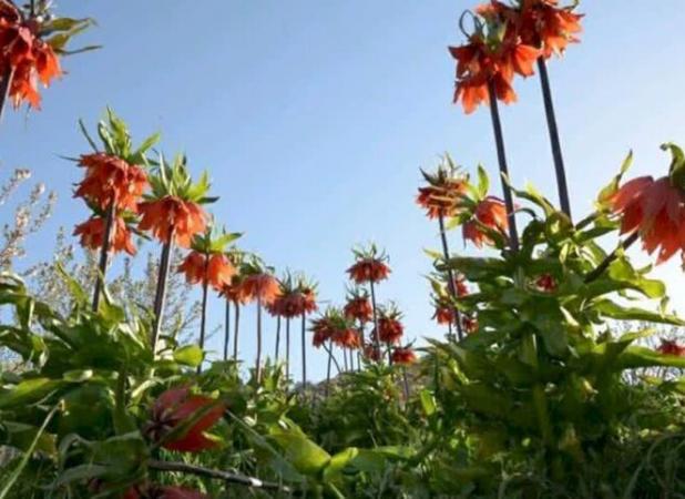 فرش قرمز لاله‌های واژگون در لرستان