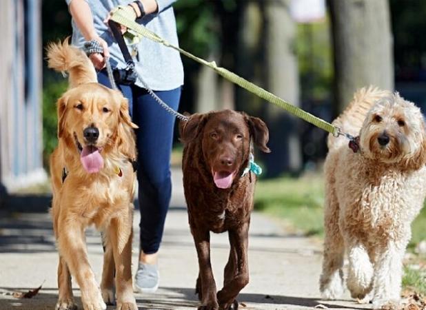 سگ گردانی در مازندران ممنوع شد