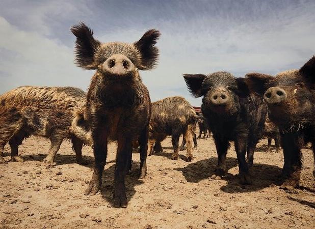 عبور عجیب گله گراز وحشی از جاده‌ای در شهر راز