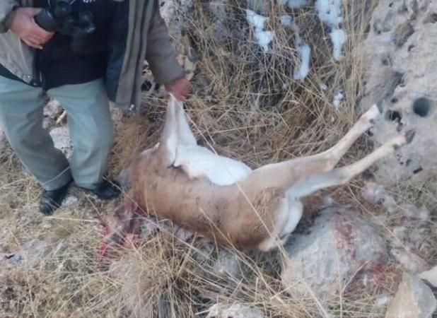 رجب‌زاده: شکارچی غیرمجاز میش وحشی در چنگ‌الماس بیجار دستگیر شد