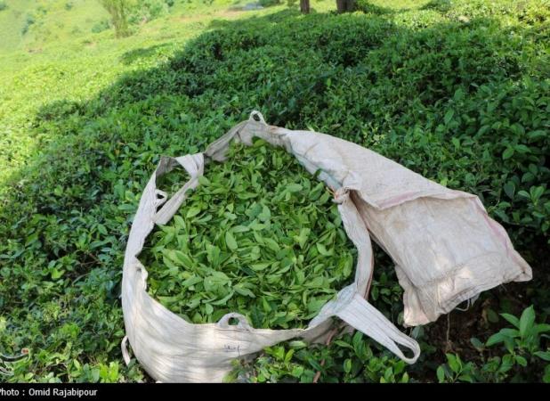 ۲۰۱۷ میلیارد تومان برگ سبز چای از چایکاران خریداری شد