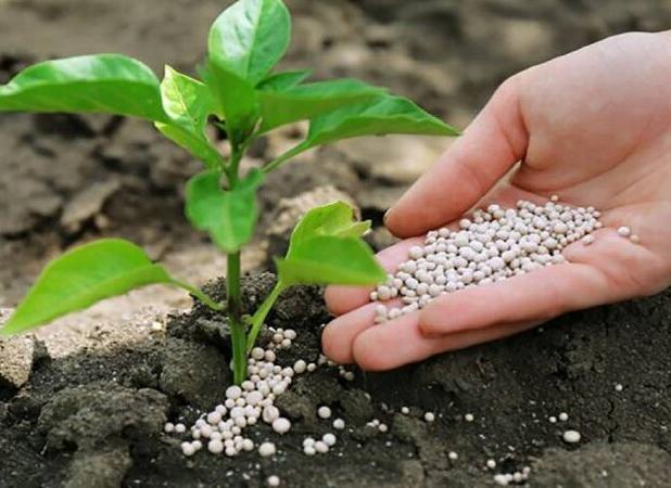 ۱۳ هزار تن انواع کود کشاورزی در استان بوشهر توزیع شد