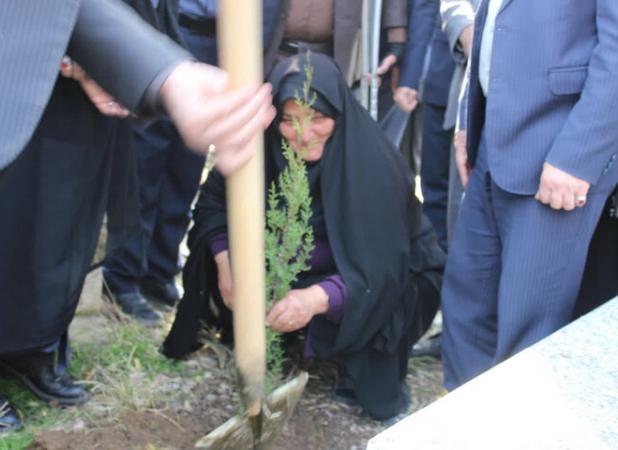 باقری: ۴.۶ میلیون اصله نهال در مازندران تولید شد
