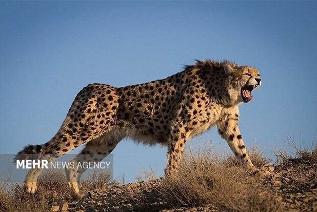 راهکارهای تخصصی نجات آخرین بازمانده یوزپلنگ ایرانی در توران بررسی شد