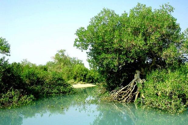 نقش جنگل‌های ساحلی در پایداری زیست‌محیطی؛ اکوتوریسم دریایی تقویت شود