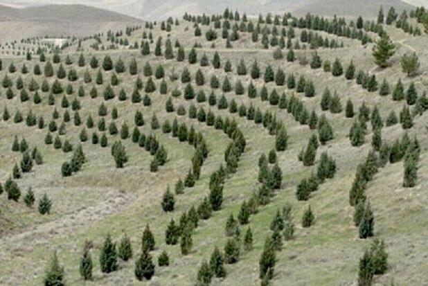 گام اساسی منابع طبیعی برای کاشت یک میلیارد نهال