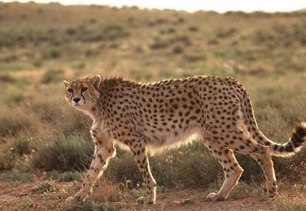 لزوم توجه بیشتر به گونه‌های در معرض خطر کشور