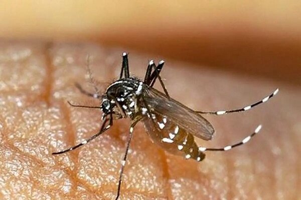 شمار مبتلایان به تب دنگی در هرمزگان به ۱۶۸ نفر رسید