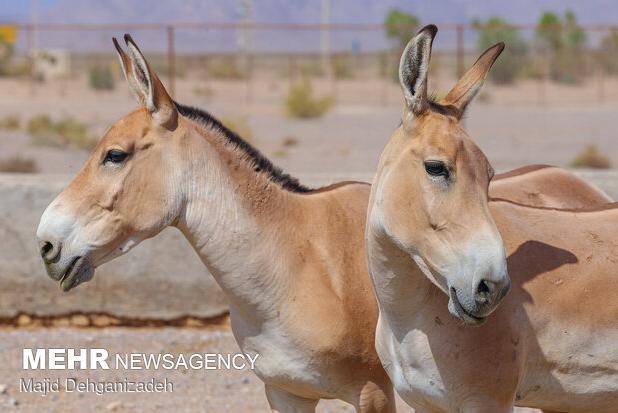 احیای گورخر ایرانی نمونه موفق؛ وقتی تلاش‌ها جواب می‌دهد
