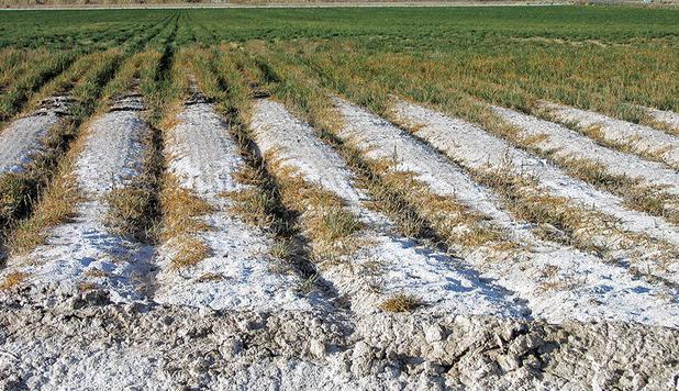 ۳۰ هزار هکتار از اراضی کشاورزی تربت‌حیدریه در معرض خطر شوری