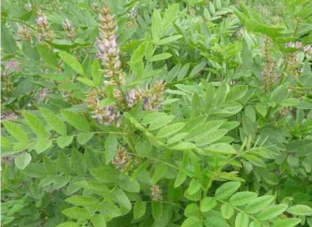 از مدیترانه تا ایلام؛ سفر تاریخی گیاه حافظ صلح در طب سنتی