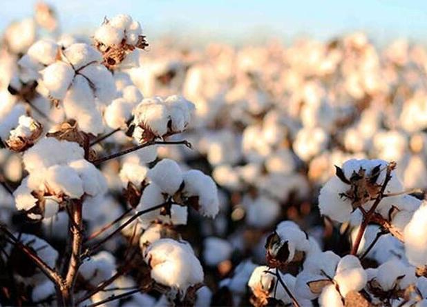 بهجت حقیقی: فارس در صدر تولید پنبه کشور قرار دارد