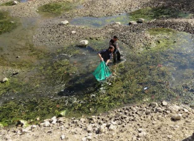 نجات اضطراری گنجینه زیستی سراب بیستون در پی خشکسالی