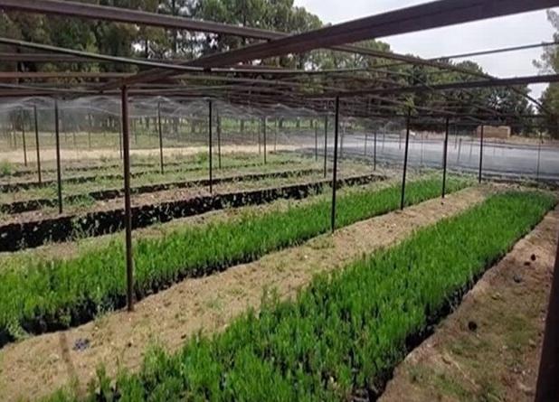 سهم زراعت چوب ۵۰ درصد در طرح مردمی کاشت یک میلیارد درخت افزایش می‌یابد