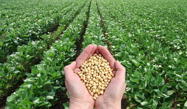 کشت «سویا» در کرمانشاه توسعه می‌یابد