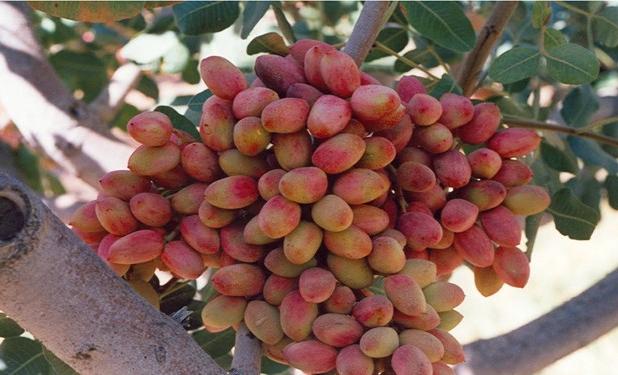 مهاجرت طلای سبز از کرمان به استان آذربایجان‌شرقی