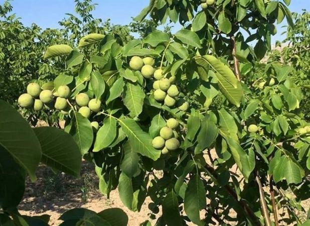 گردو بکار، آیندتو بساز؛ درآمد میلیونی با خرید نهال!