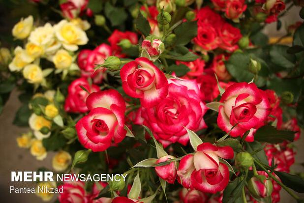 سالانه بیش از ۳۹ میلیون شاخه گُل در لرستان برداشت می‌شود