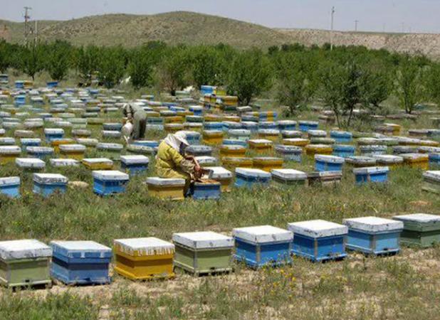 استان زنجان از قطب‌های مهم زنبورداری کشور به شمار می‌رود