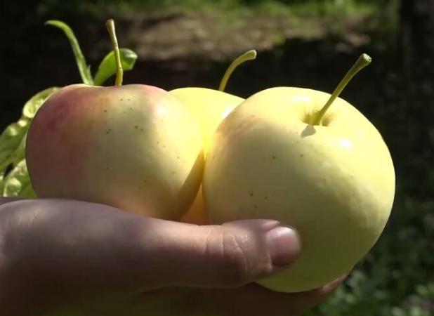 سرزمین سیب‌های شیرین!