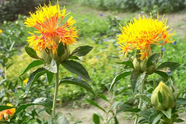 مزرعه زیبای گلرنگ در خاتم