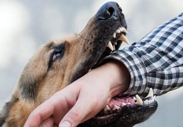 کاهش ۸ درصدی گازگرفتگی سگ در مازندران